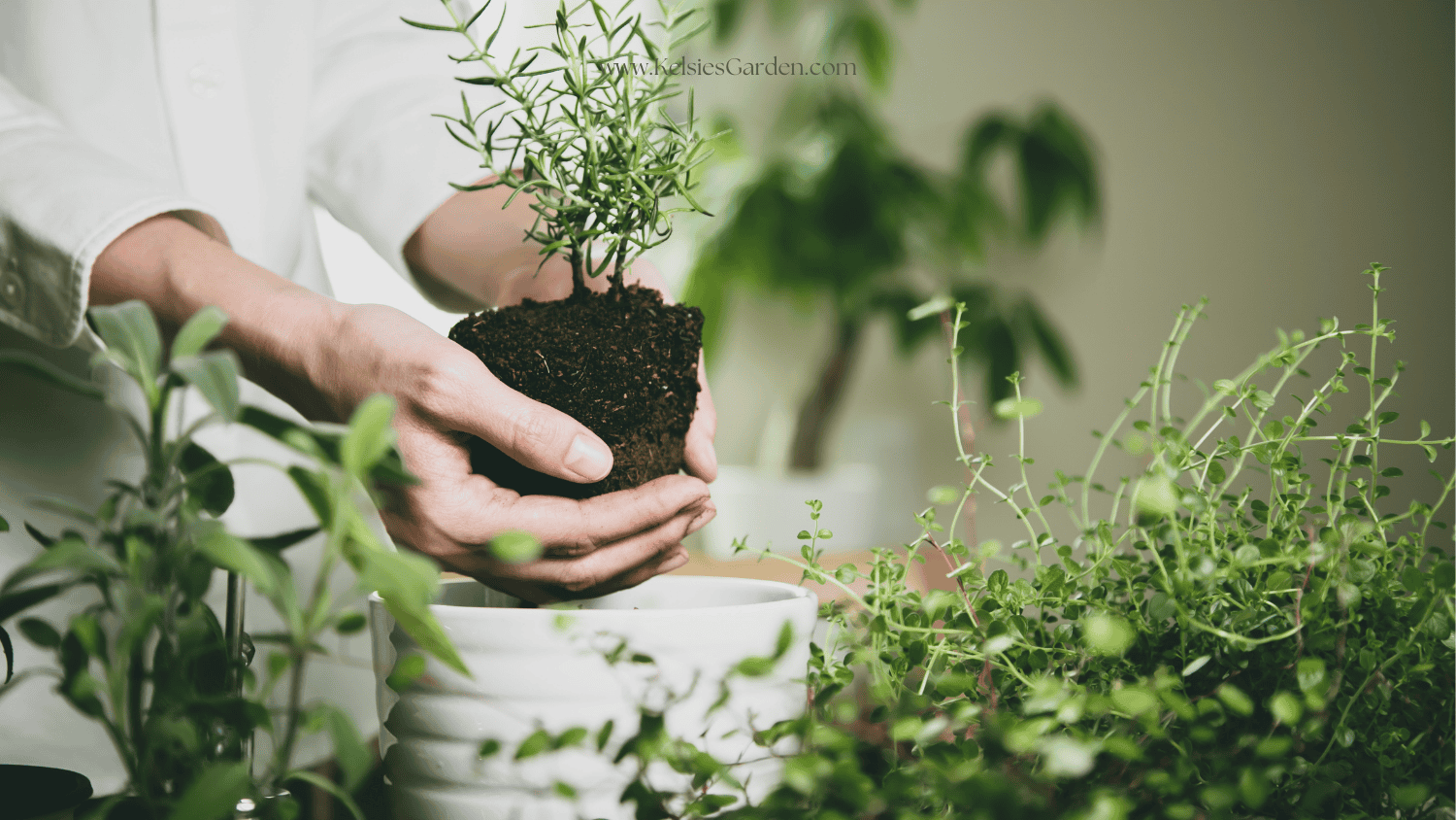 3 Herbs You Can Grow in Small Spaces (and How to Keep Them Alive)