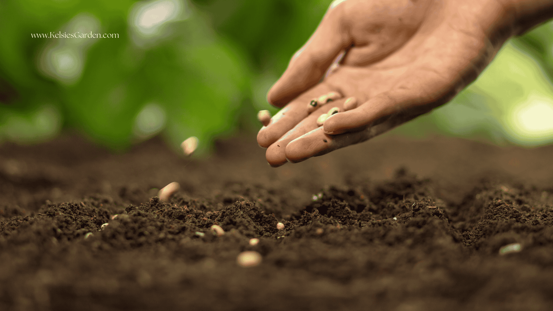 Frost Dates and Container Gardening: When to Plant Outdoors
