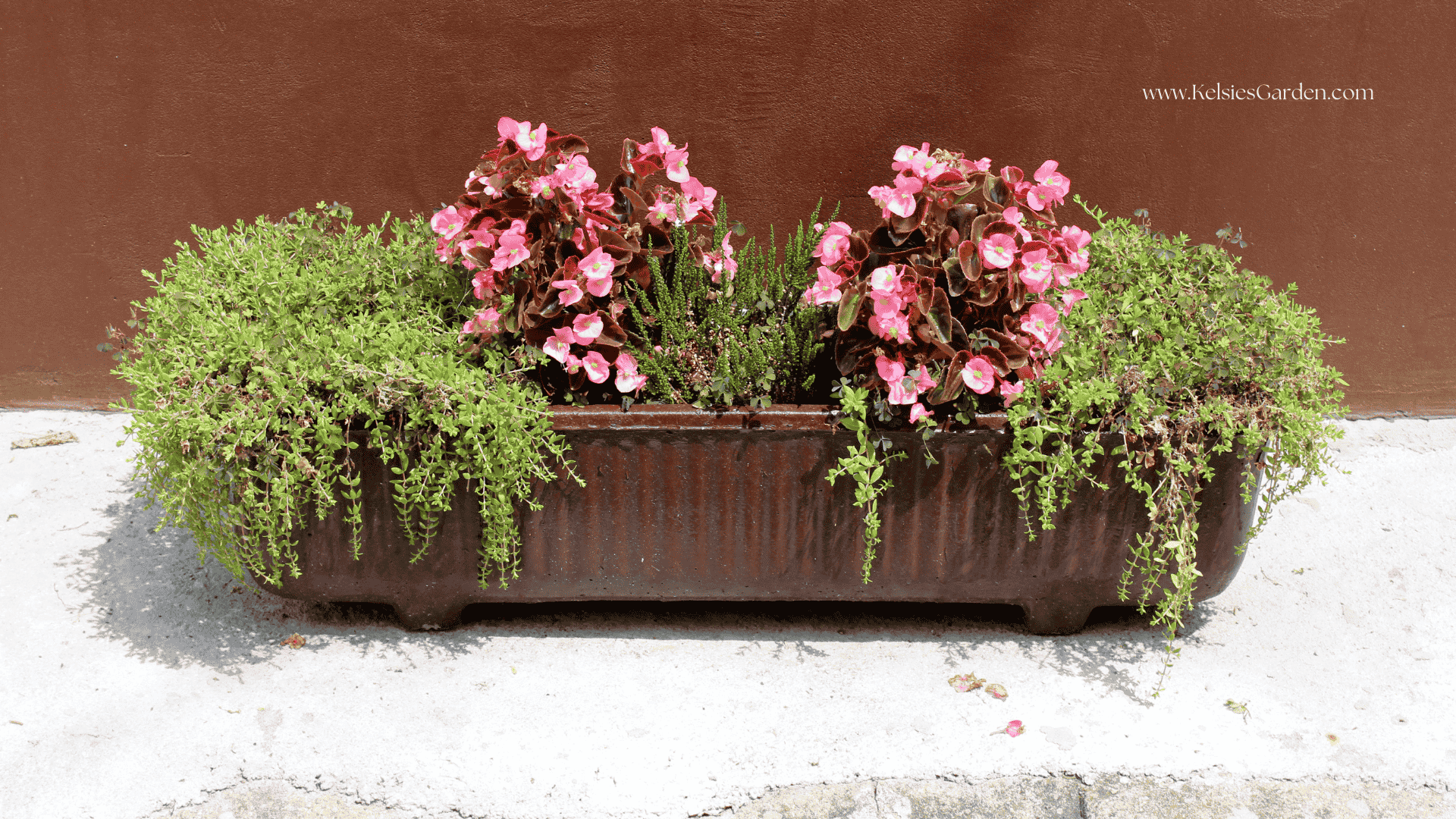 Thriller, Filler, Spiller: Mastering the Art of Container Garden Design