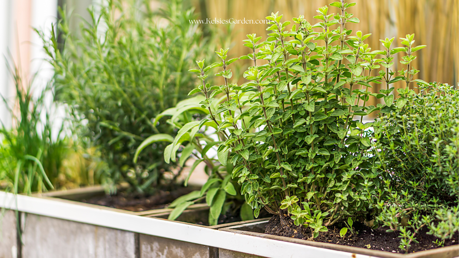 What to Plant in Your  Garden in December in Central Texas