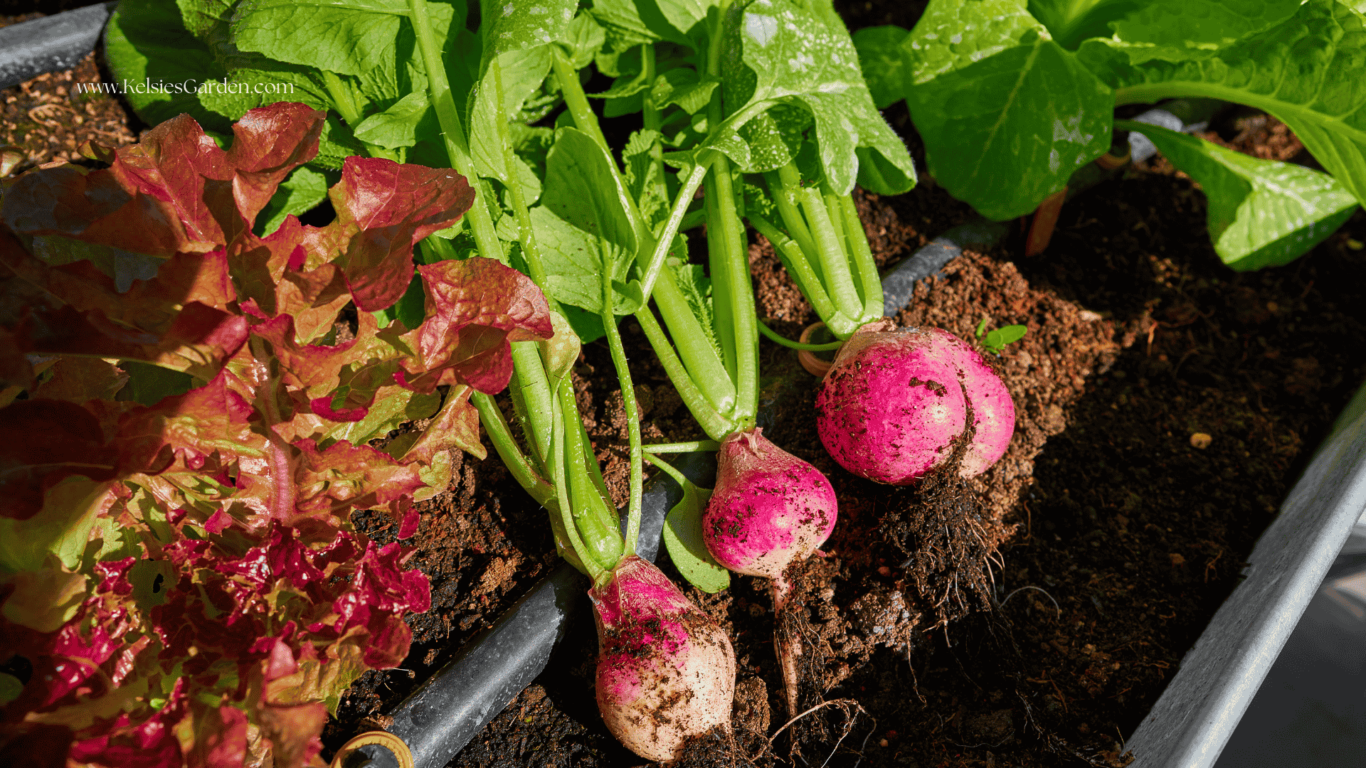 Year-Round Harvests: Seasonal Edibles for Your Container Garden