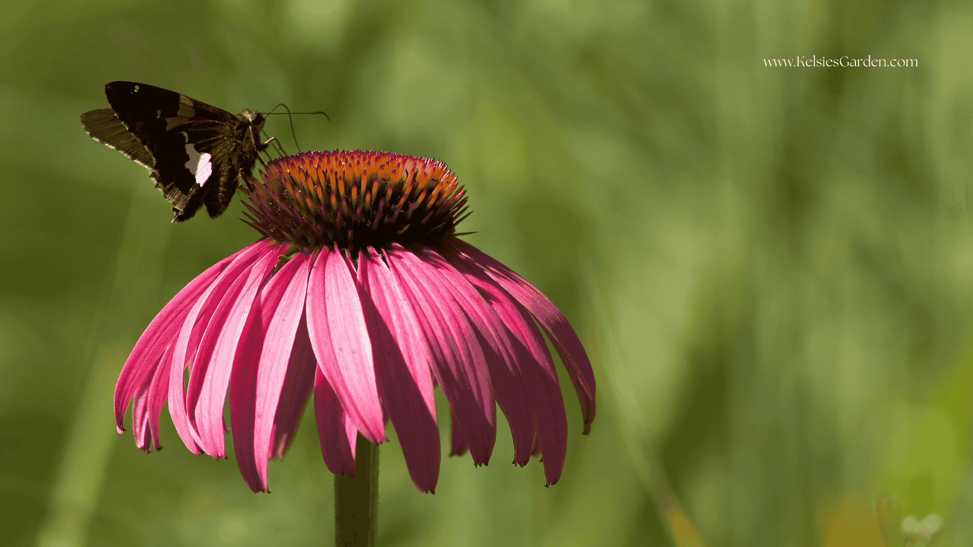 Pollinator-Friendly Container Gardens: 4 Tips to Attract Butterflies and Bees